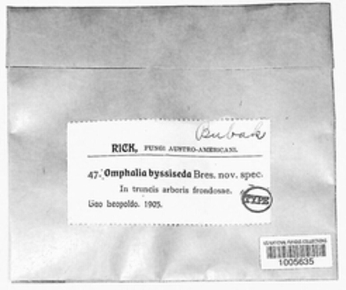 Neoclitocybe byssiseda image